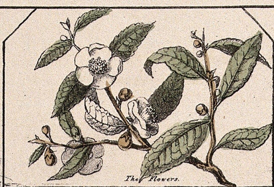 Camellia flower