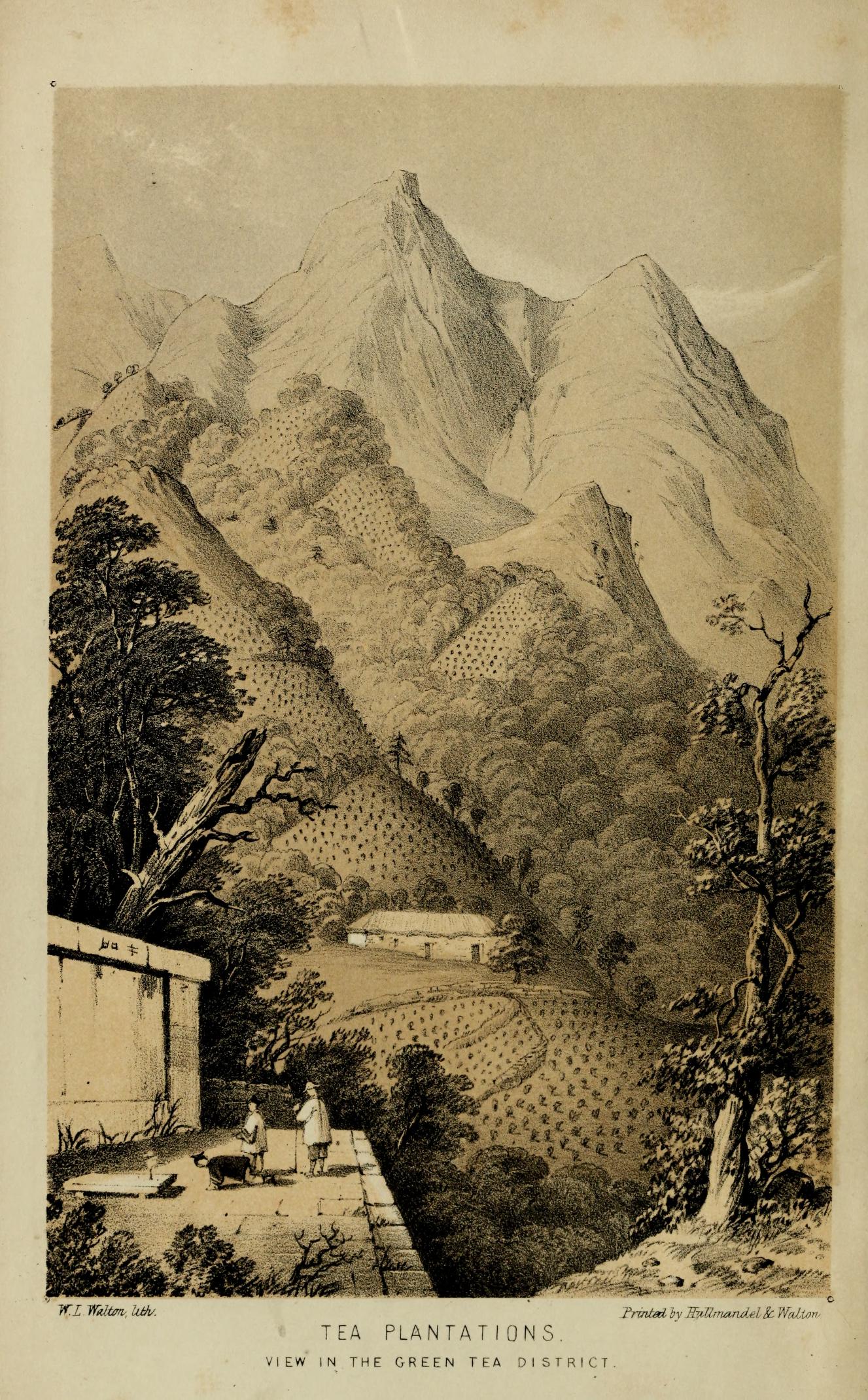 A Journey to the Tea Countries of China